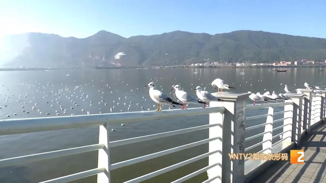 海鸥