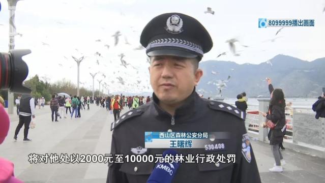 游客抓海鸥嬉戏拍照