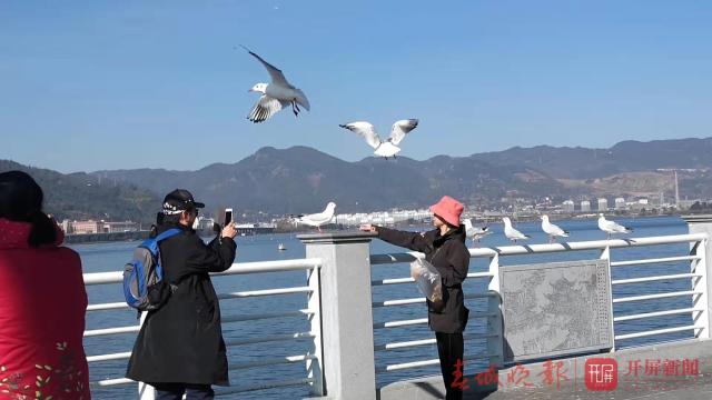 海鸥