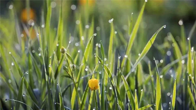 ▲阳宗海边的草地。.webp ▲阳宗海边的草地。.webp