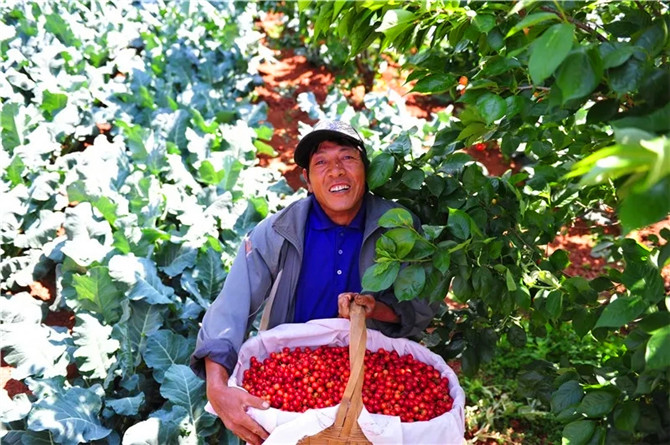 ▲马郎樱桃丰收。.webp ▲马郎樱桃丰收。.webp