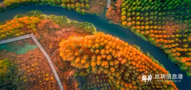 南滇池湿地。图自彩龙社区@风清云淡