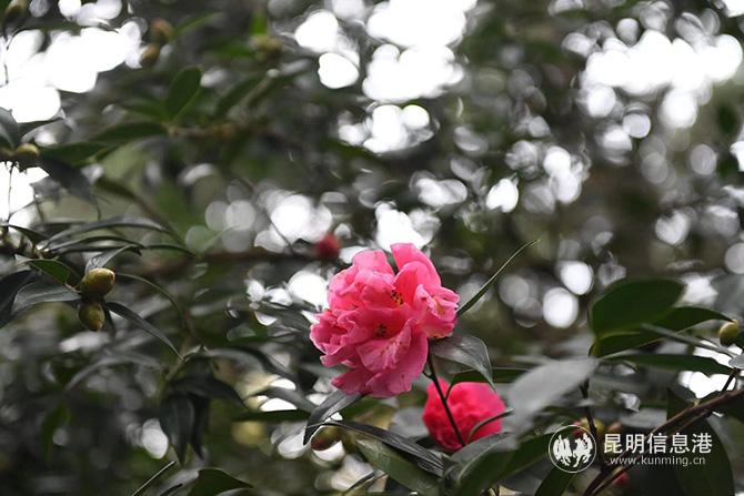 mmexport1577861421419