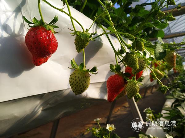 基地种植的冬草莓。记者江枫摄