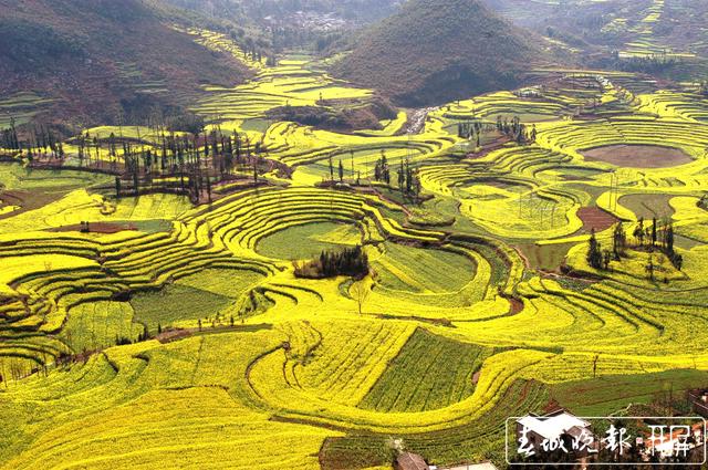 大饱眼福之旅 过年罗平春光正好 (1).jpg