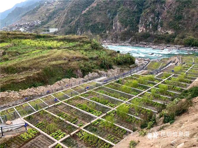 福贡县指挥田易地扶贫搬迁安置点微菜园。记者劳学丽 摄