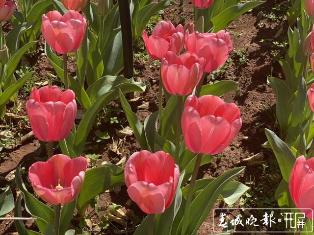 郁金香