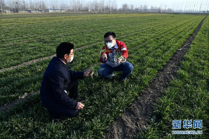 (图文互动)(1)别样的春耕——来自农业大省山东的春耕备耕见闻