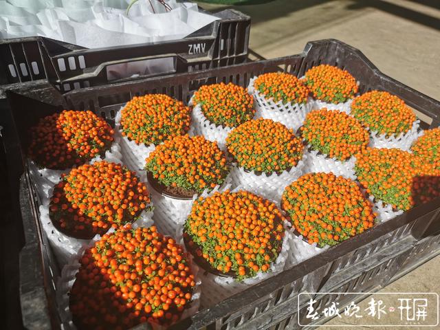 斗南花市图片(拍于1月14日) (2).jpg