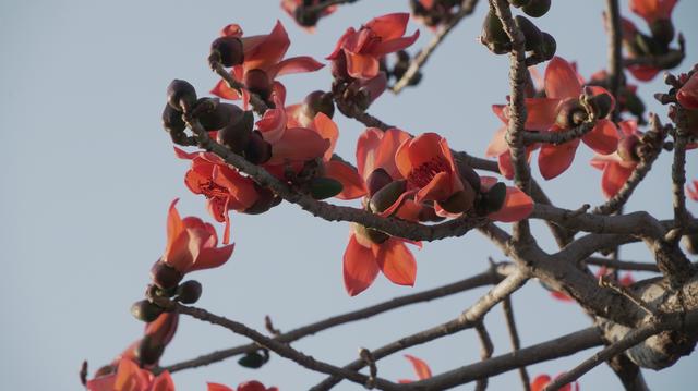 木棉花