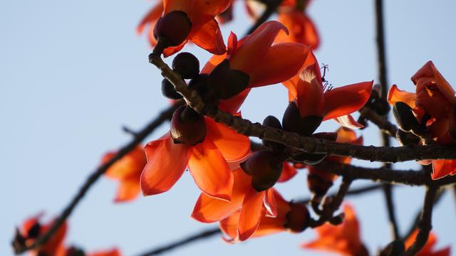 木棉花