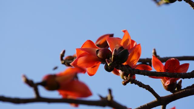 木棉花