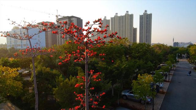 木棉花