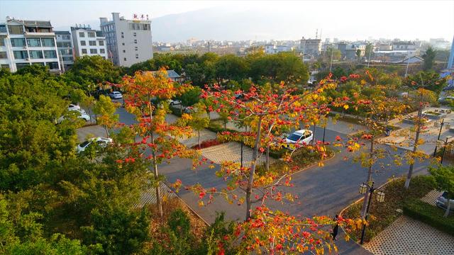 木棉花