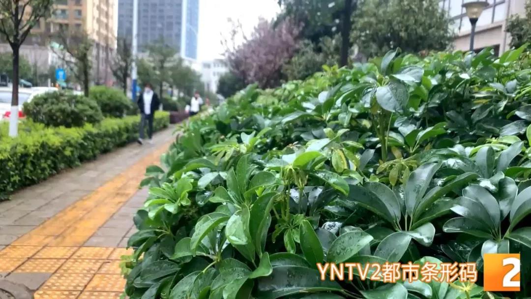 春雨