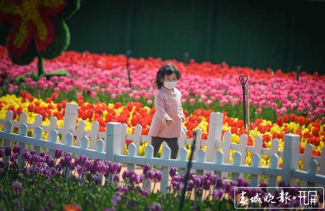 捞鱼河郁金香
