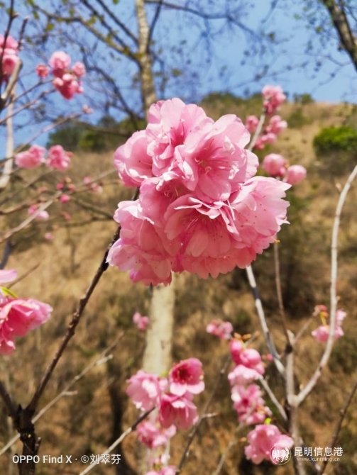 长箐樱花（刘翠芬摄）