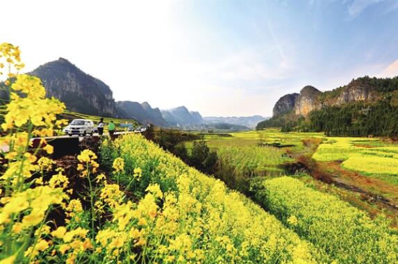 富源的油菜花开在高山峡谷之间