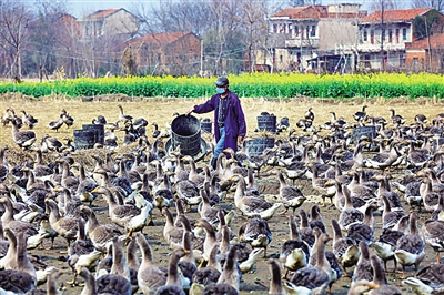 来自湖北田间地头的报道——惊蛰荆楚听春声 来自湖北田间地头的报道——惊蛰荆楚听春声