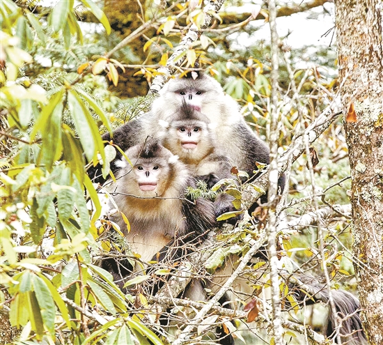 2020030707_res07_attpic_brief 2020030707_res07_attpic_brief