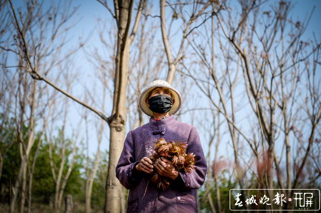 如果你劲椎病，采摘香椿最适合你.jpg