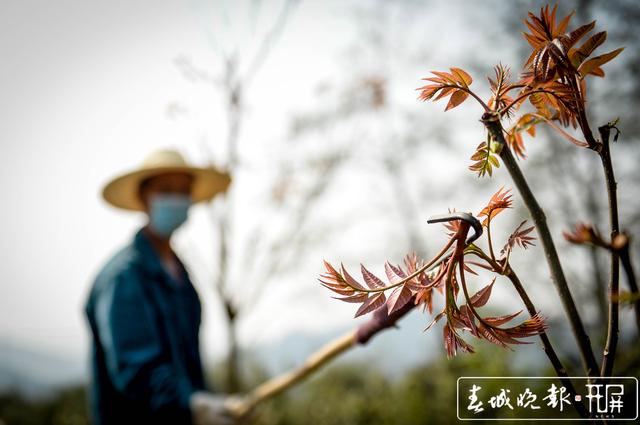 如果你劲椎病，采摘香椿最适合你 (1).jpg