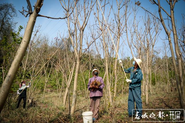 如果你劲椎病，采摘香椿最适合你 (7).jpg