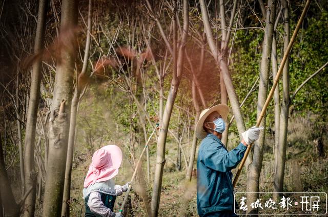 如果你劲椎病，采摘香椿最适合你 (5).jpg