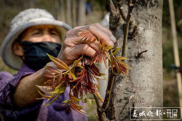 如果你劲椎病，采摘香椿最适合你 (4).jpg