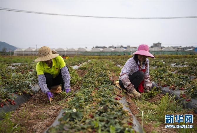 （经济）（2）云南昆明：高原特色蔬菜育种忙