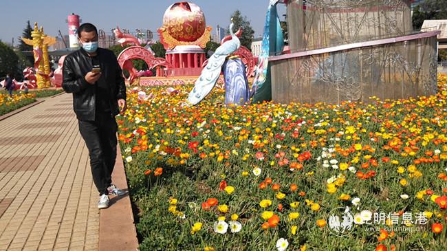 眼下，世博园内虞美人正是盛花期