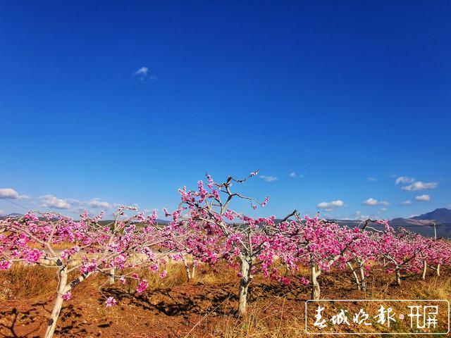 芬菲烂漫 丽江拉市雪桃花开成海 (3).jpg