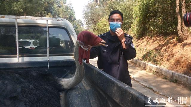 昆明东三环，一只鸵鸟在车流中奔跑3.jpg