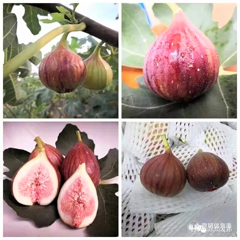 图片3