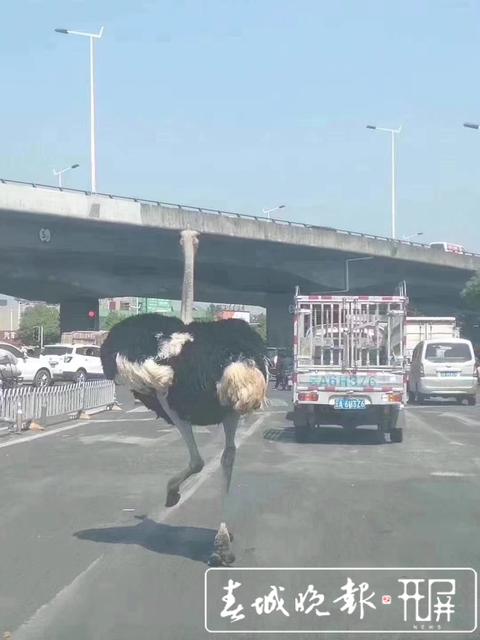 昆明东三环，一只鸵鸟车流中奔跑1.jpg