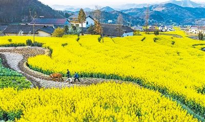 发挥好政策性金融在稳增长中的重要作用