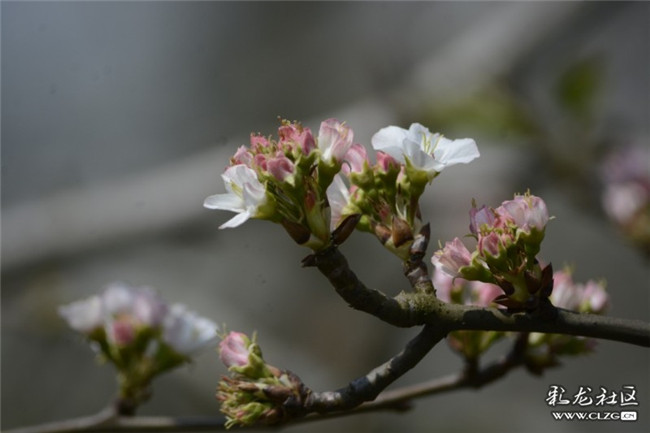 彩龙雁南飞投稿作品《云赏花系列十九：梨花——白妆素袖碧纱裙》