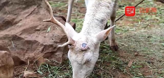 昆明动物园鹿角缺失