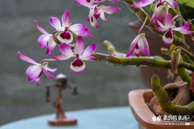 网友“雨中水莲”投稿作品《花园花语——我的金钗》
