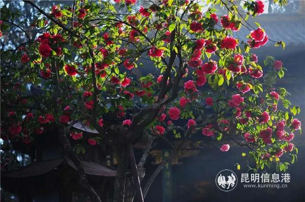 九心十八瓣品种的云南山茶花。