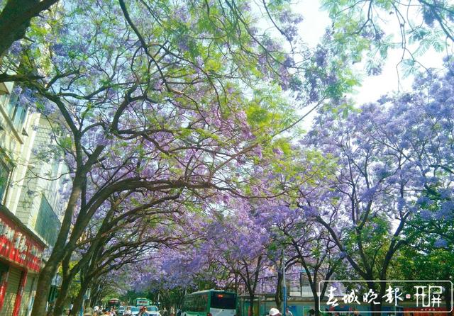 昆明蓝花楹路透照