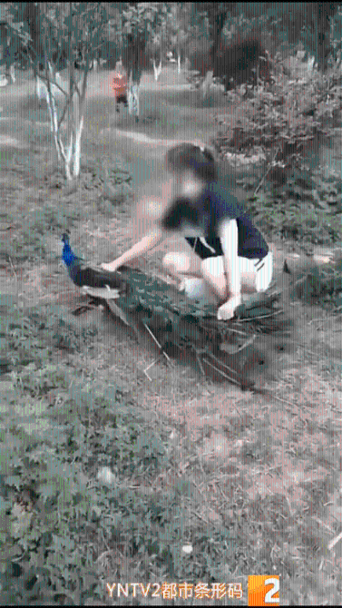 孔雀难逃游客魔爪2.gif