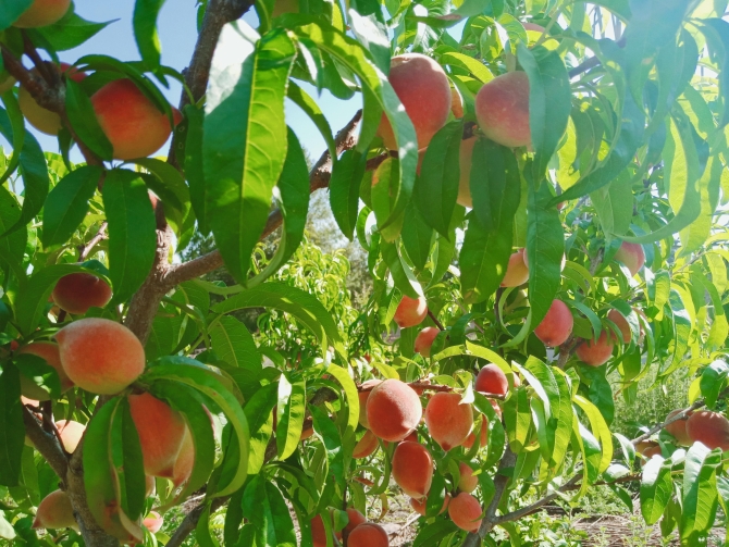 微信图片_20200513104437 微信图片_20200513104437