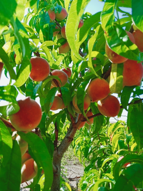 微信图片_20200513104449 微信图片_20200513104449