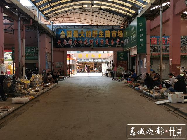 昆明野生菌日交易量增至400公斤