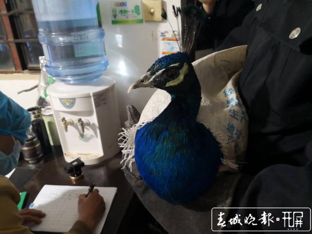 野生动物