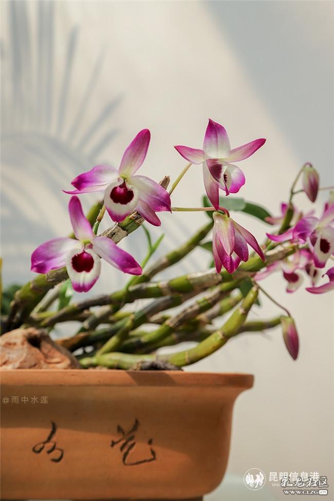 金钗石斛花 雨中水莲摄