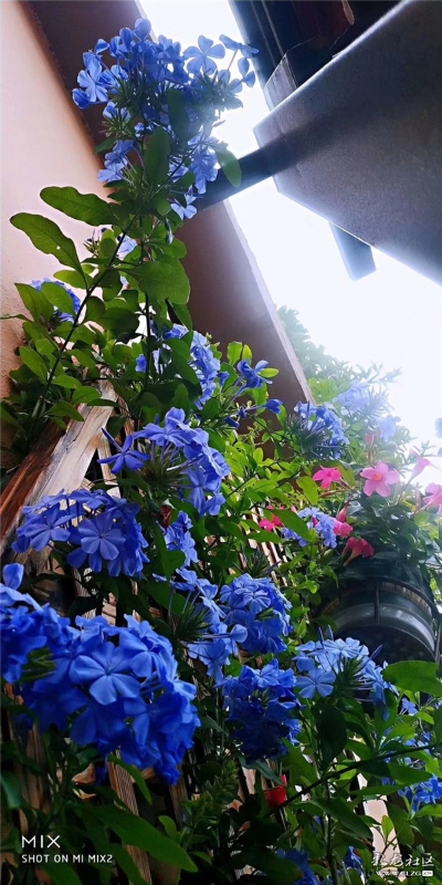 蓝雪花 网友“毛哥”摄