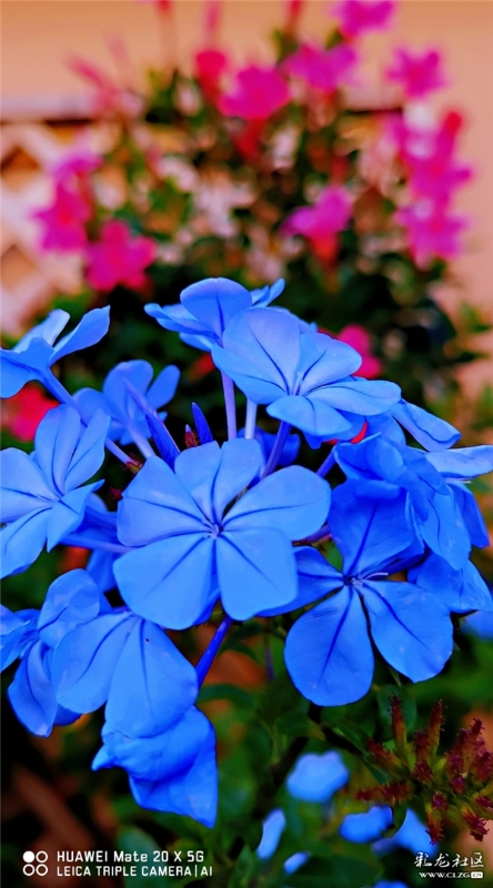 蓝雪花 网友“毛哥”摄（2）