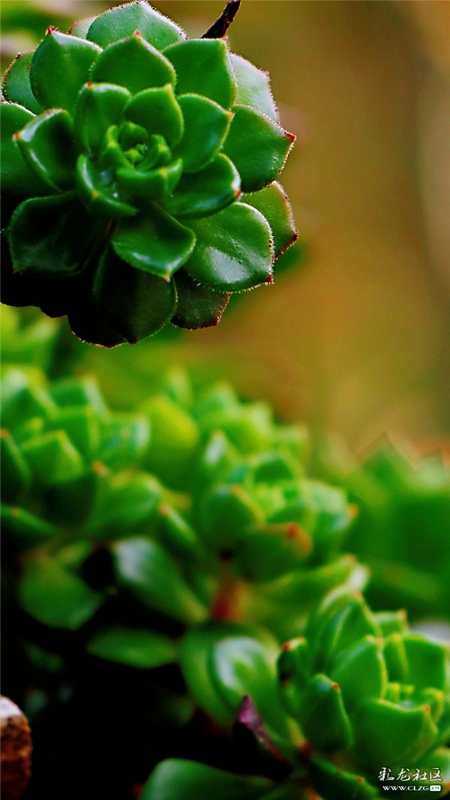 多肉 网友“毛哥”摄